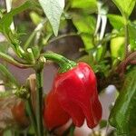 Capsicum annuumFruto