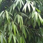 Ficus spp. 葉