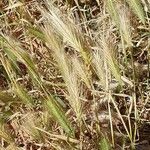 Hordeum marinum फल