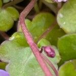 Cymbalaria muralis Casca