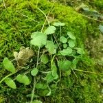 Saxifraga hirsuta Hábito