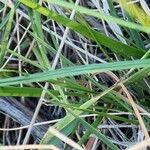 Carex arenaria Foglia