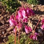 Dicentra eximia Sonstige