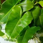 Philodendron burle-marxii Levél