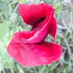 Papaver somniferumFlower