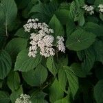 Hydrangea arborescensLiść