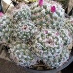 Mammillaria gracilis Lehti