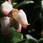Arctostaphylos uva-ursi 花