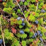 Empetrum nigrum Hoja