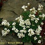 Saxifraga × lecomtei