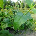Silphium perfoliatum Yaprak
