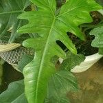 Philodendron bipennifolium ഇല