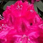 Rhododendron spp. ᱵᱟᱦᱟ