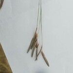 Eragrostis tremula