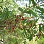 Acacia cyclops Habit