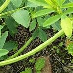 Melilotus albus Bark