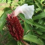 Costus speciosus Flower