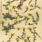 Ononis striata Other