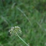 Dichoropetalum carvifolia Kvet