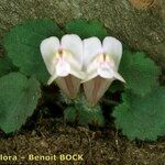 Asarina procumbens Habitus