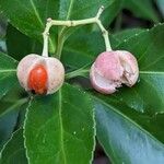 Euonymus japonicus Frukt