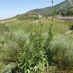 Lilium pyrenaicum Hàbitat