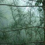 Casuarina equisetifolia Leaf