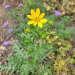 Engelmannia peristenia Flower