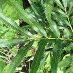 Mahonia fortunei Leaf