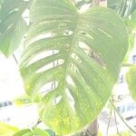 Monstera adansoniiLeaf