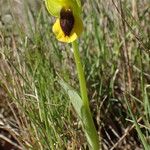 Ophrys lutea Hábito