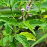 Ocimum carnosum Frunză