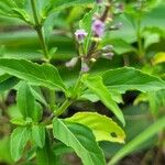 Ocimum carnosum Blatt