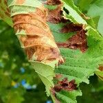 Acer tataricum Fuelha