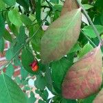 Euonymus atropurpureus Plod