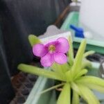 Pinguicula moctezumaeBlüte