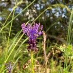 Muscari comosum Fula