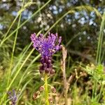 Muscari comosum Flower