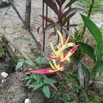 Heliconia psittacorumFlower