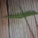 Achillea setaceaBlad