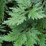 Selaginella firmuloides পাতা