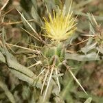 Centaurea maroccana ᱮᱴᱟᱜ