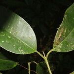 Calophyllum brasiliense Feuille