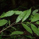 Guarea pubescens Leaf