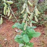 Crotalaria retusaЛист