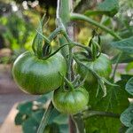 Solanum lycopersicum Fruchs