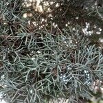 Cupressus arizonica Листок