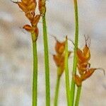 Carex dioica Flower