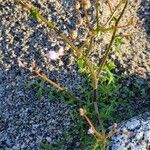 Gilia sinuata Blatt