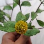 Tilesia baccata Flors